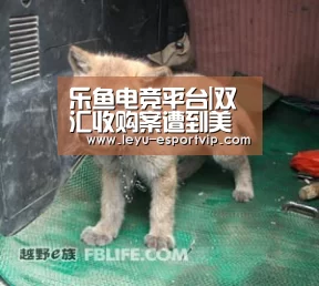 乐鱼电竞